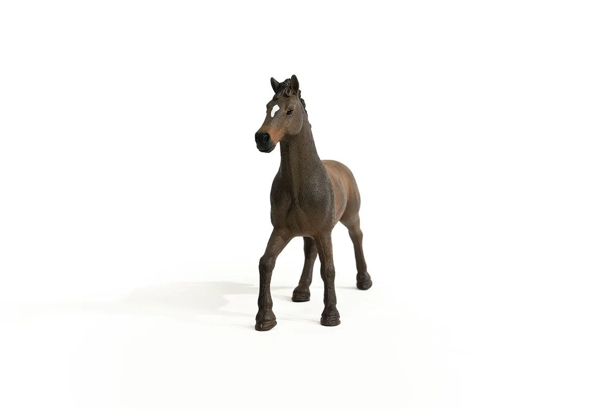 Oldenburger Stallion